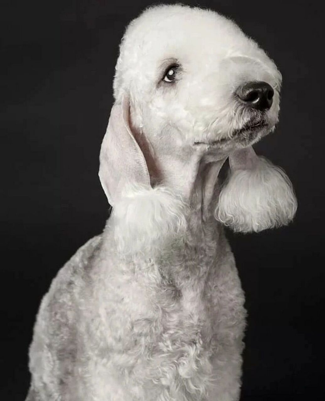 披着羊皮的小绵羊 贝灵顿犬  贝灵顿梗比其他梗犬拥有更长远的可追溯