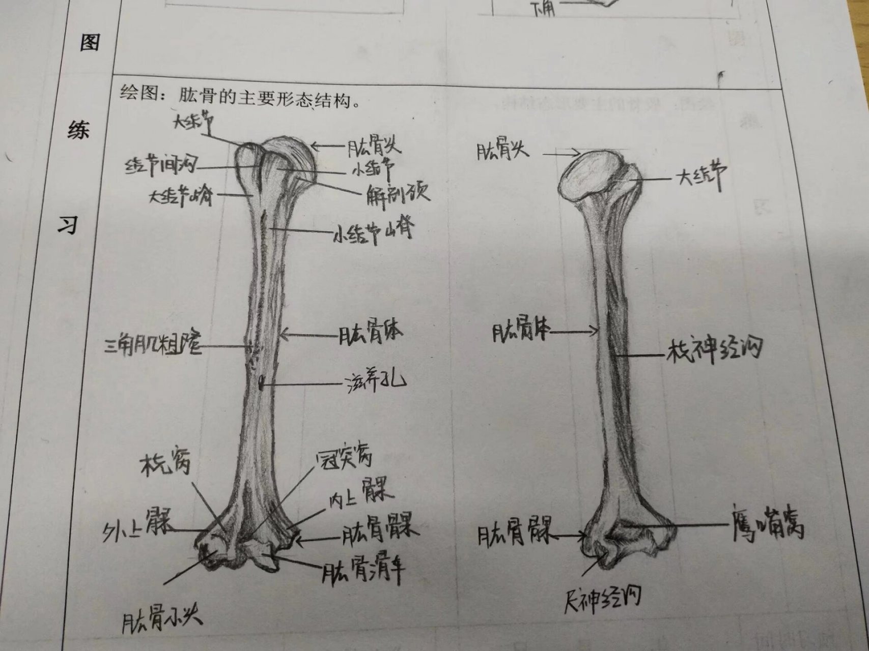 肱骨手绘简易图图片