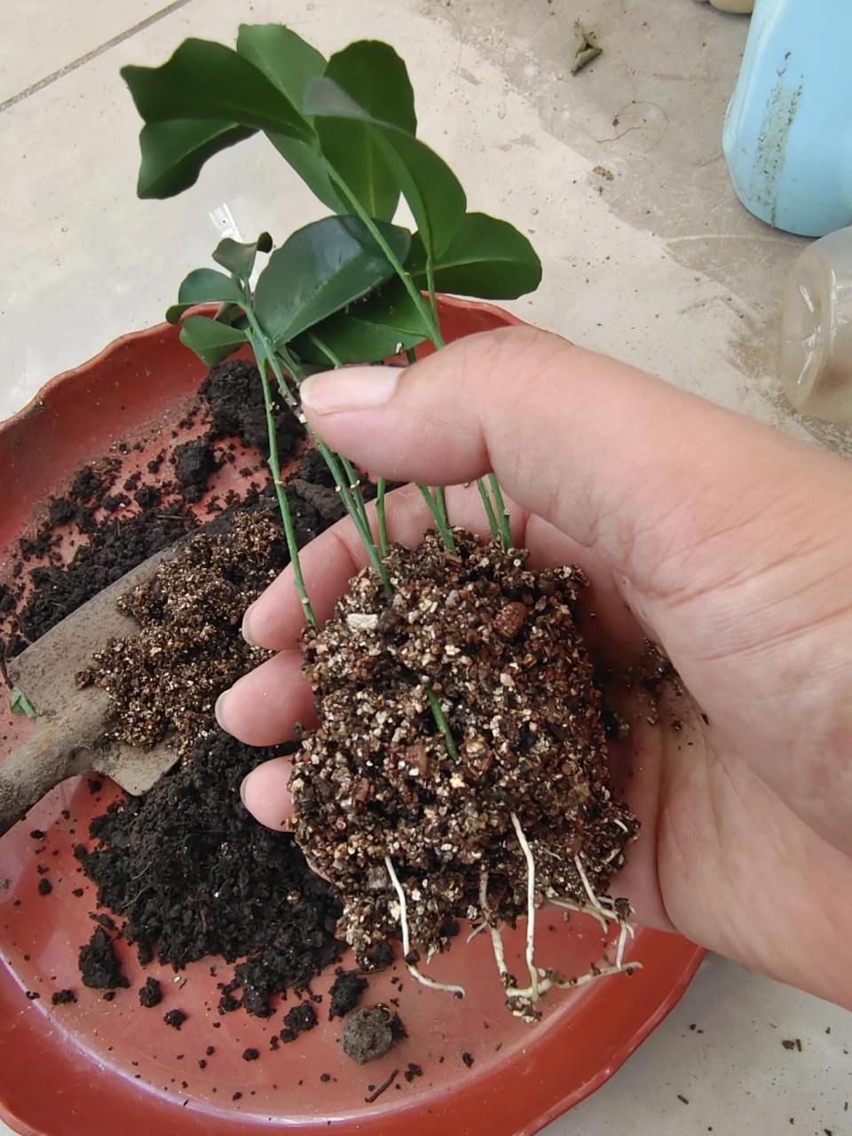 看到有人说九里香扦插难成功,正好我的要修剪,就尝试用叶片扦插一下