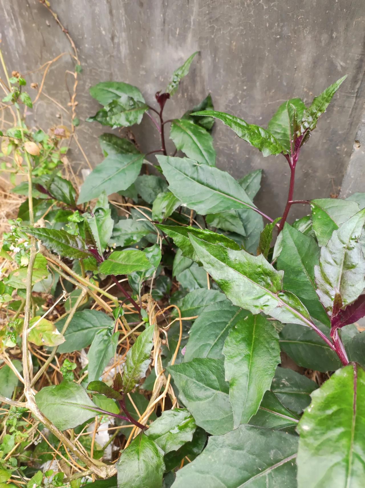 就有这种叫紫背天葵的植物 紫背天葵是菊科植物,在我这里叫血