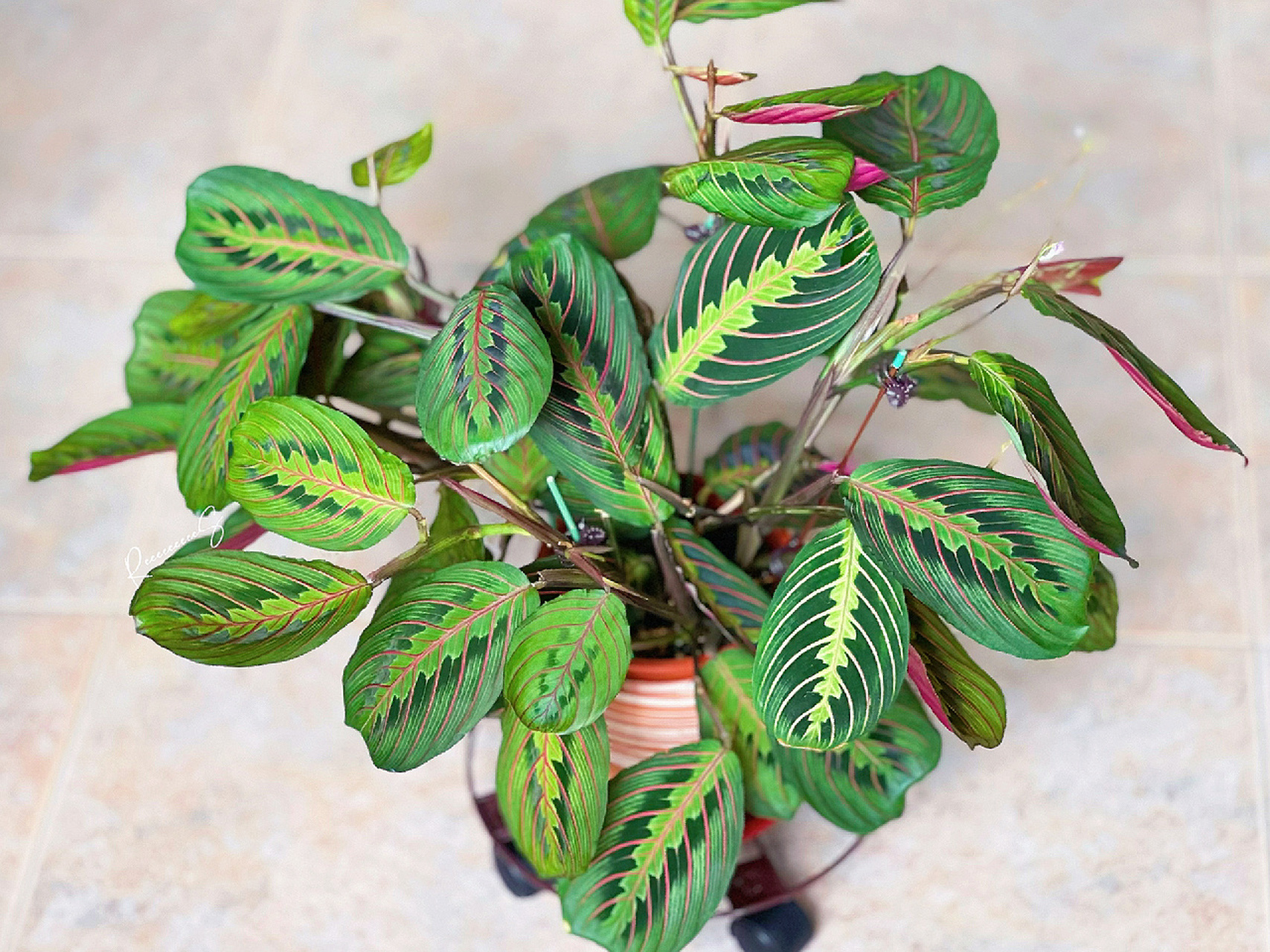 叶蝉竹芋养护 最爱开花的竹芋 养护心得 1竹芋里最不爱焦边黄边干尖的