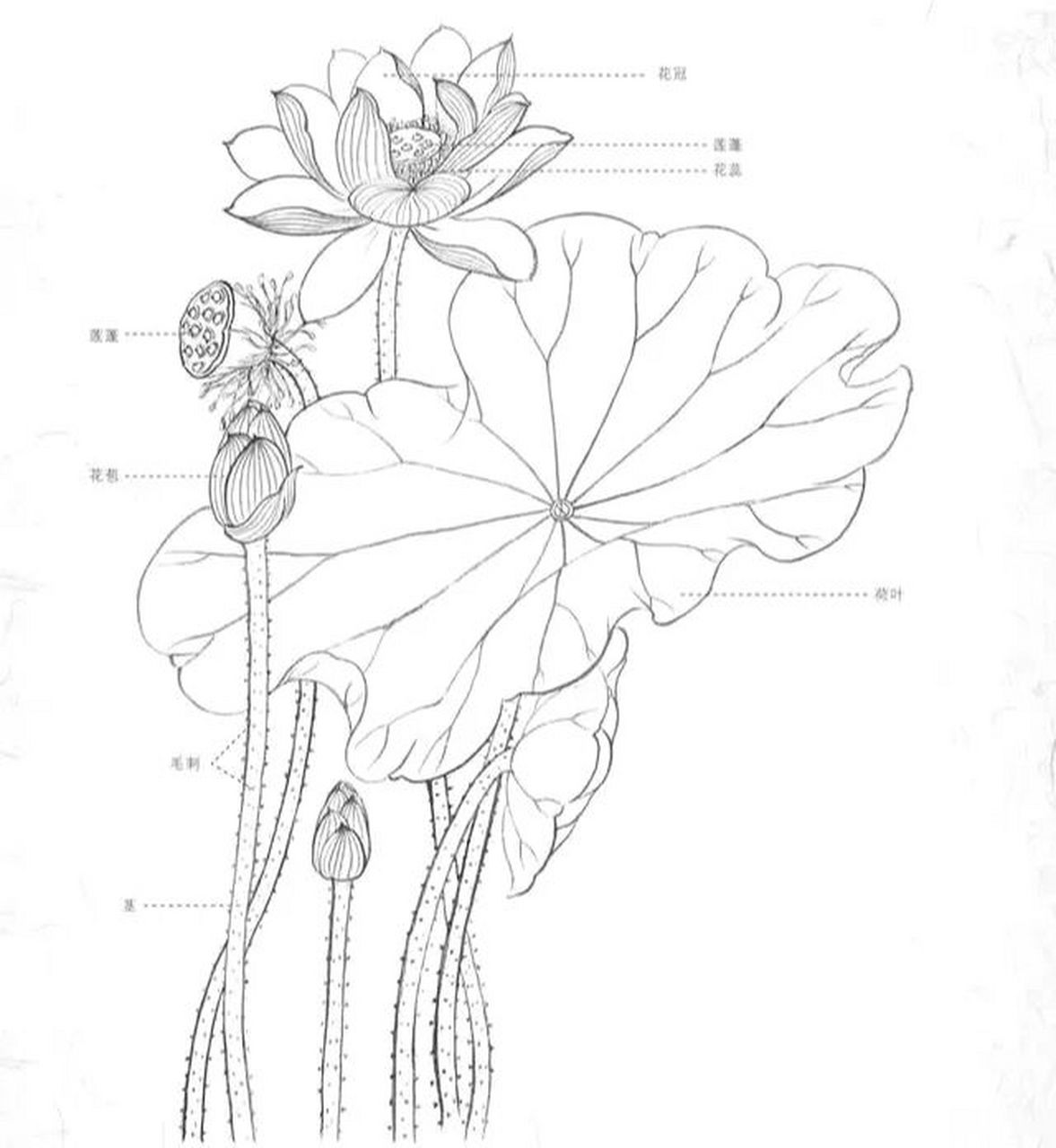 适合零基础学习的荷花工笔画步骤图解 荷花圣洁高雅,体态丰腴且种类