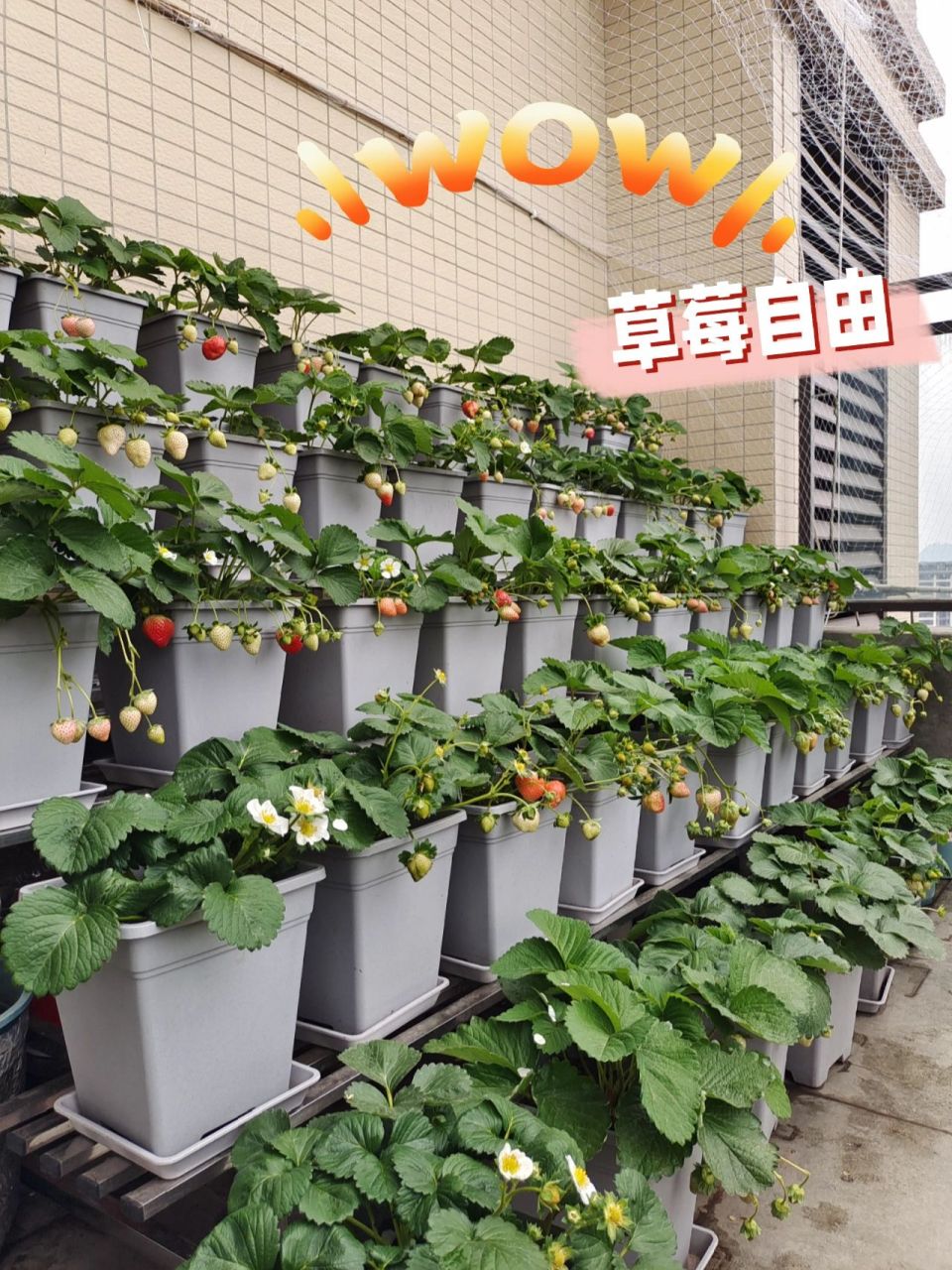 阳台草莓种植大合集 上一期的草莓视频收获了许多小伙伴的点赞,感谢