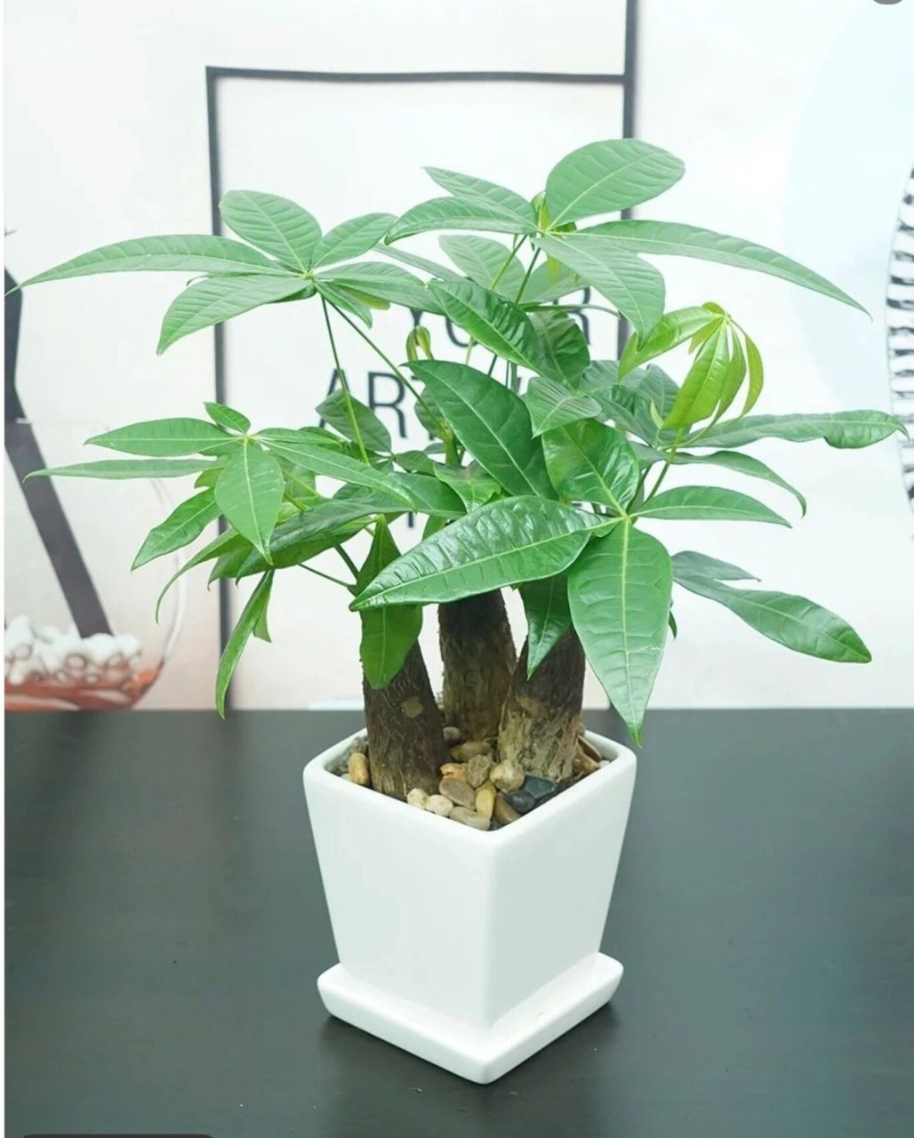 发财树:写生植物:线描素材 今日练习素材:发财树 发财树寓意:三阳开泰