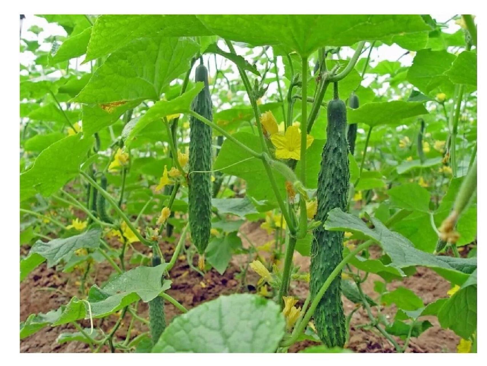 黄瓜科普 黄瓜(学名:cucumis sativus l.