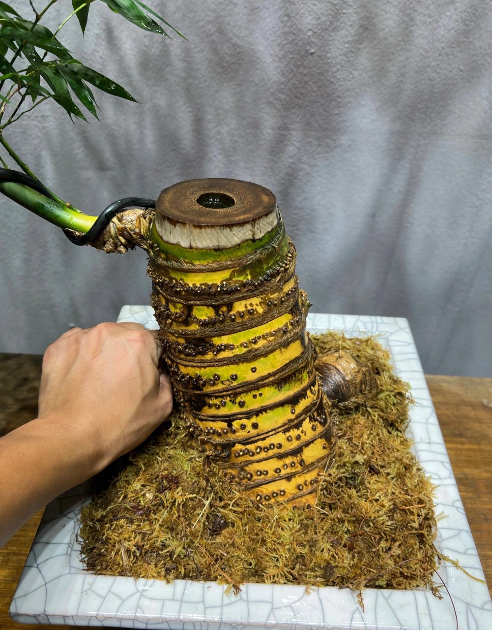 精品簕竹盆景 精品老桩小叶簕竹,带盆高140,盆宽29,盆高17厘米.