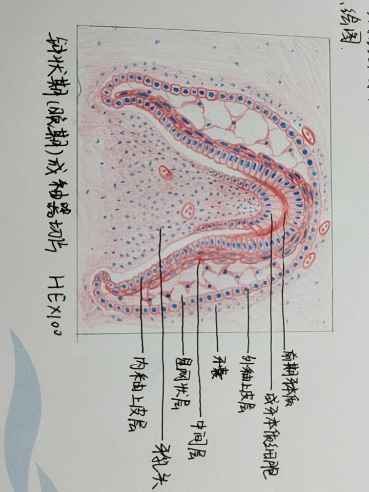 成釉器红蓝铅笔绘图 钟状期晚期成釉器切片    he×100