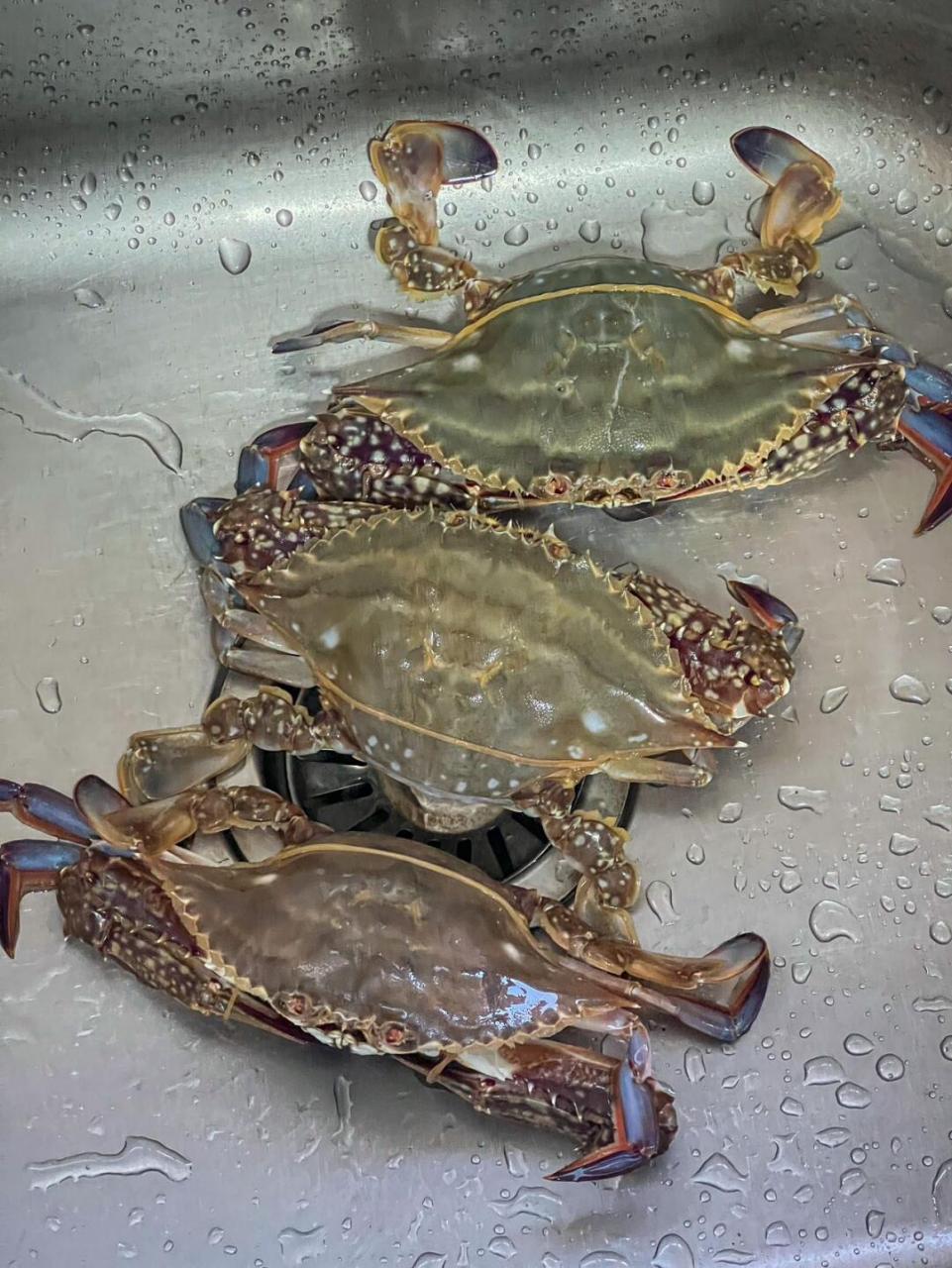 终于吃上心心念念的梭子蟹02了!