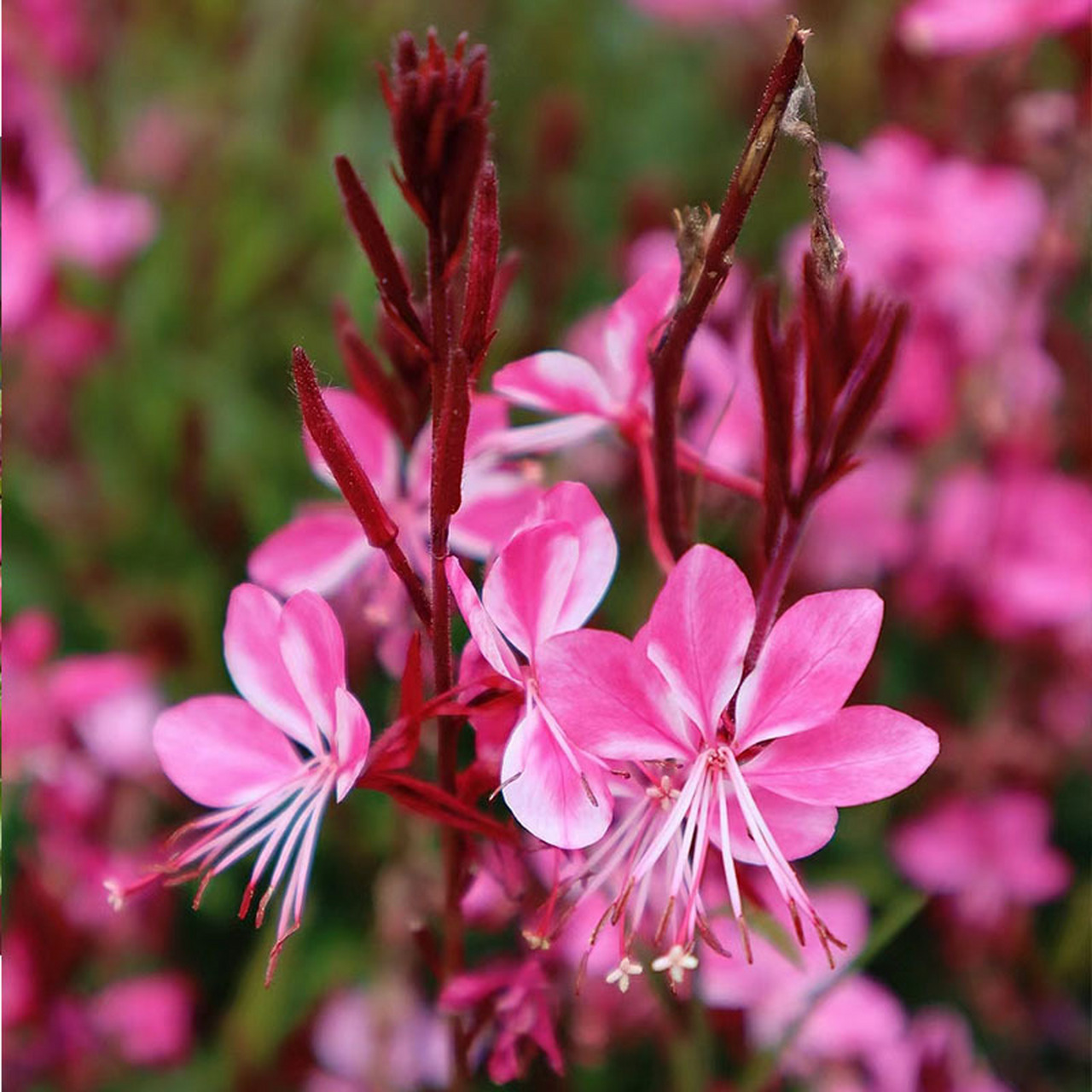 搭配推荐||山桃草 又名千鸟花,柳叶菜科月见草属,多年生宿根草本植物