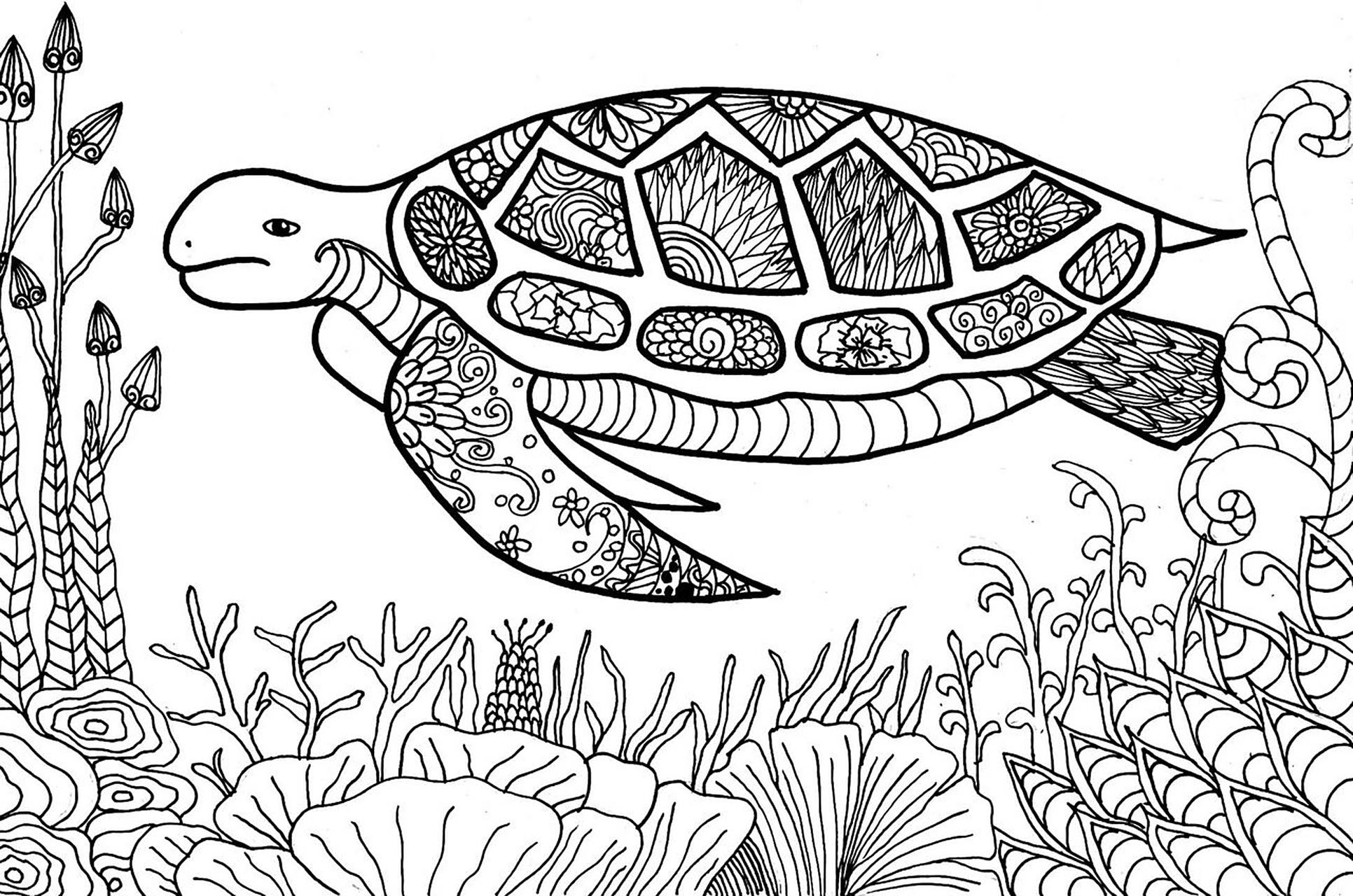 海龟98线稿绘画儿童画 海龟线稿 适合6-9岁的儿童 步骤在后面图片