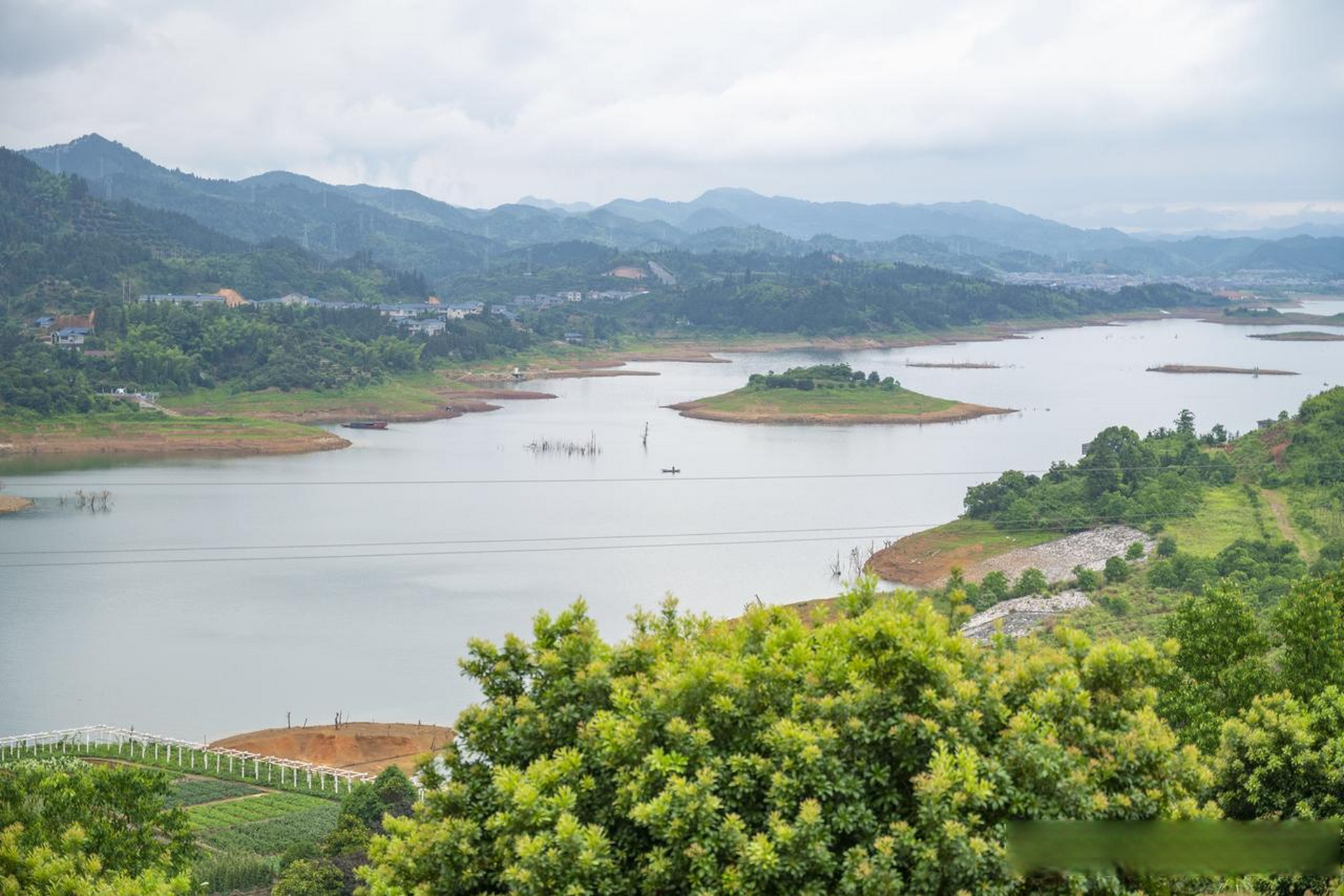 怀化杨梅树基地图片