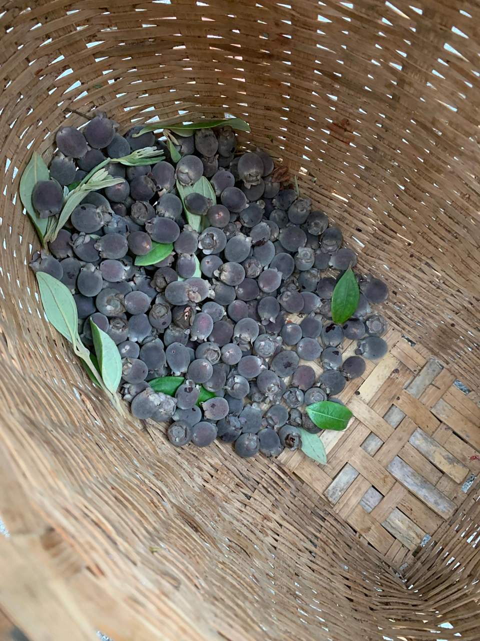 儿时野果-山捻子 初秋,是桃金娘果熟时节.