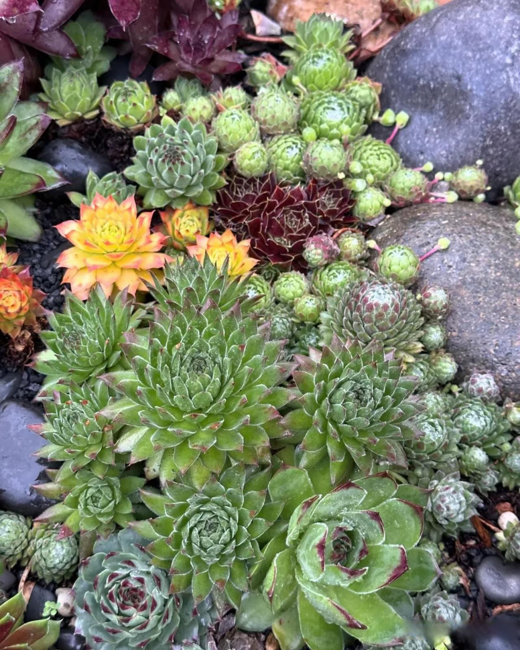 头条创作挑战赛夏日炎炎,长生草在窗台上静静绽放.