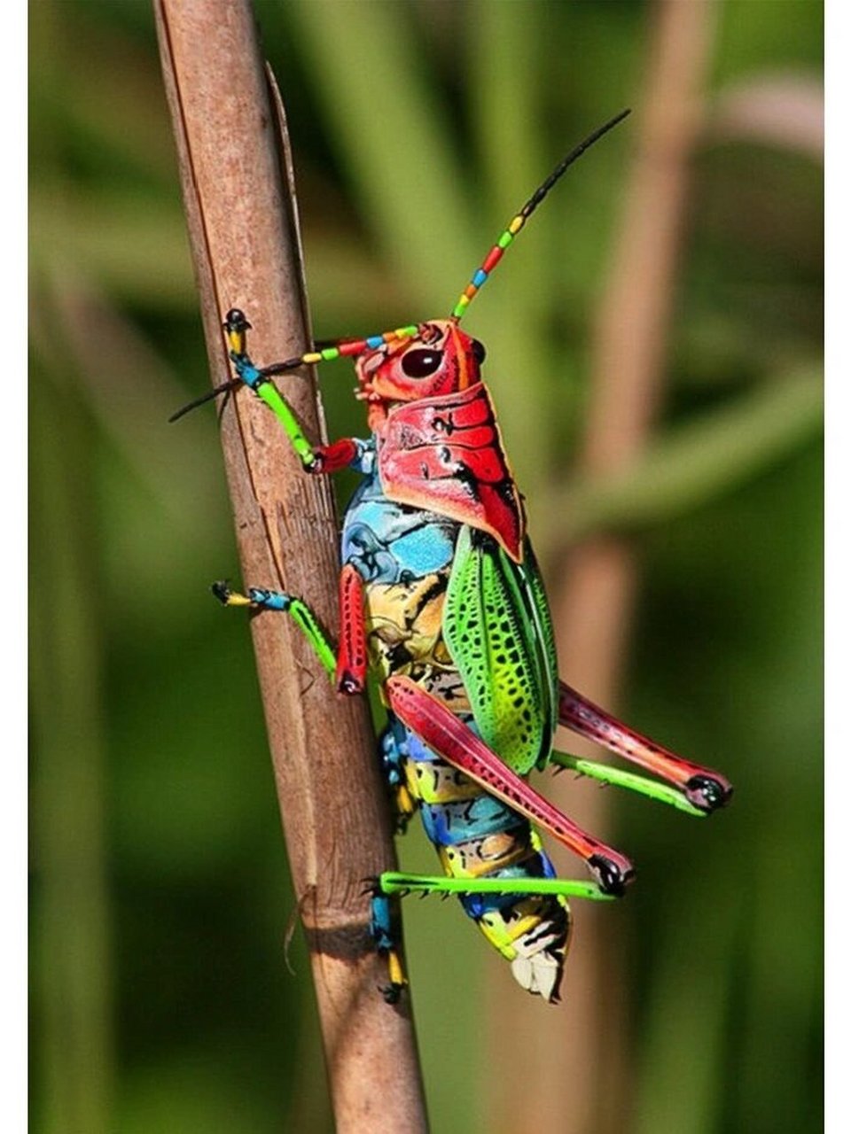 美术分享|昆虫08素材图片|写生色彩9315  分享一组好看的昆虫图