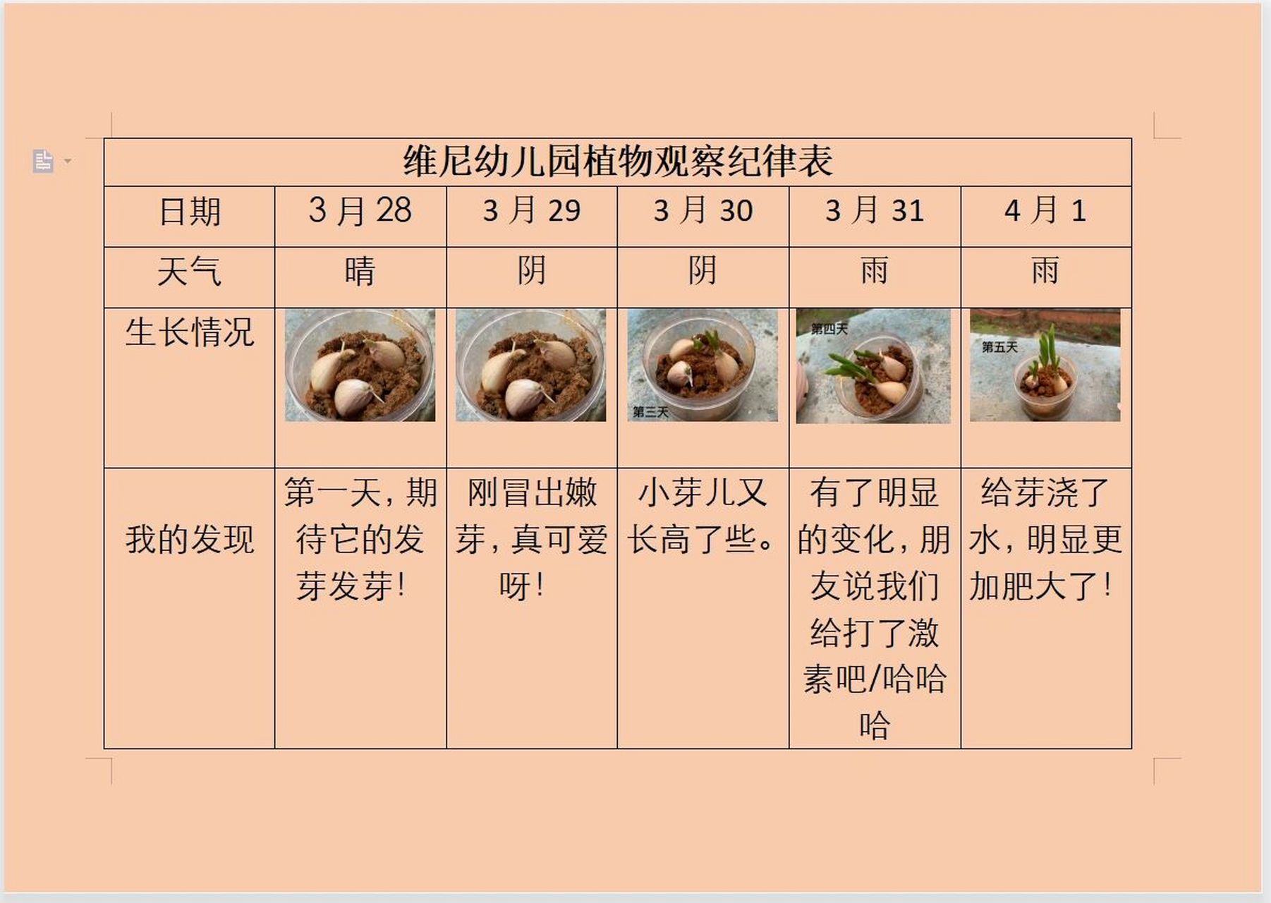 水培大蒜记录表图片