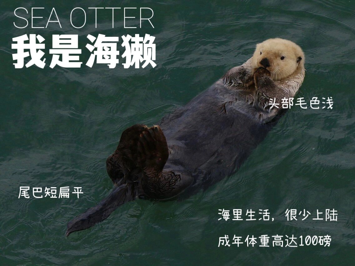 海獭和海狸鼠图片