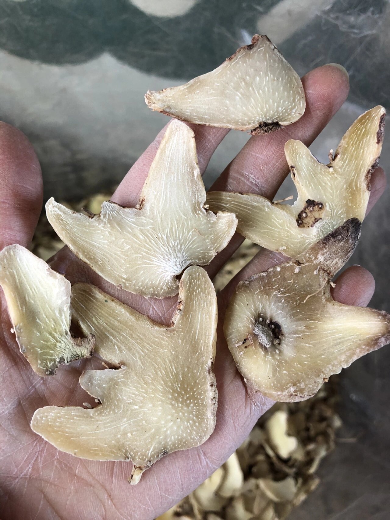 【野生白芨】:支气管,咳嗽好久才恢复的吃白芨非常好91功效;对咳血