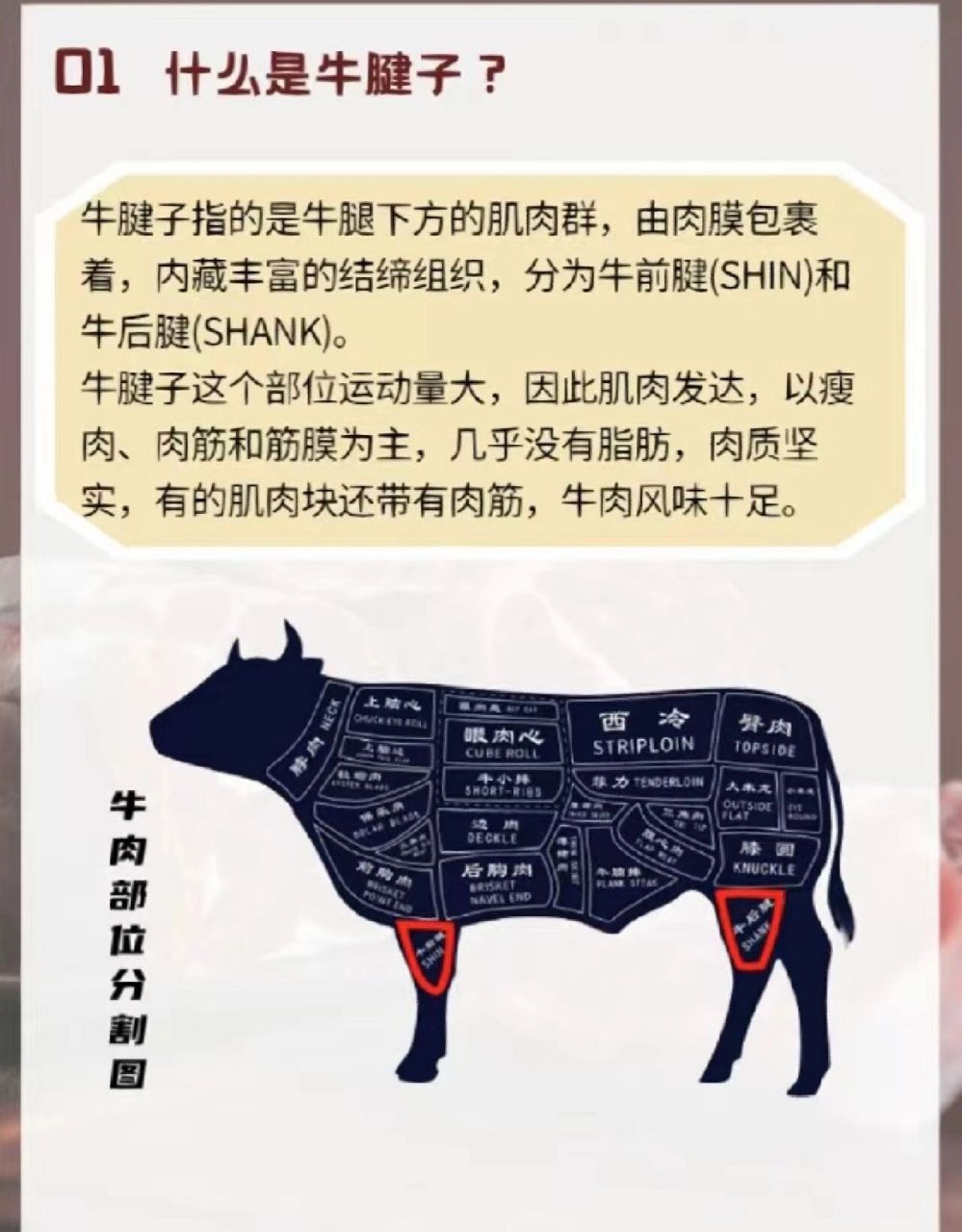 牛腱子指的是牛腿下方的肌肉群,由肉膜包裹着,内藏丰富的结缔组织,分