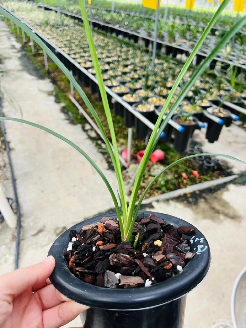 莲瓣兰永怀素