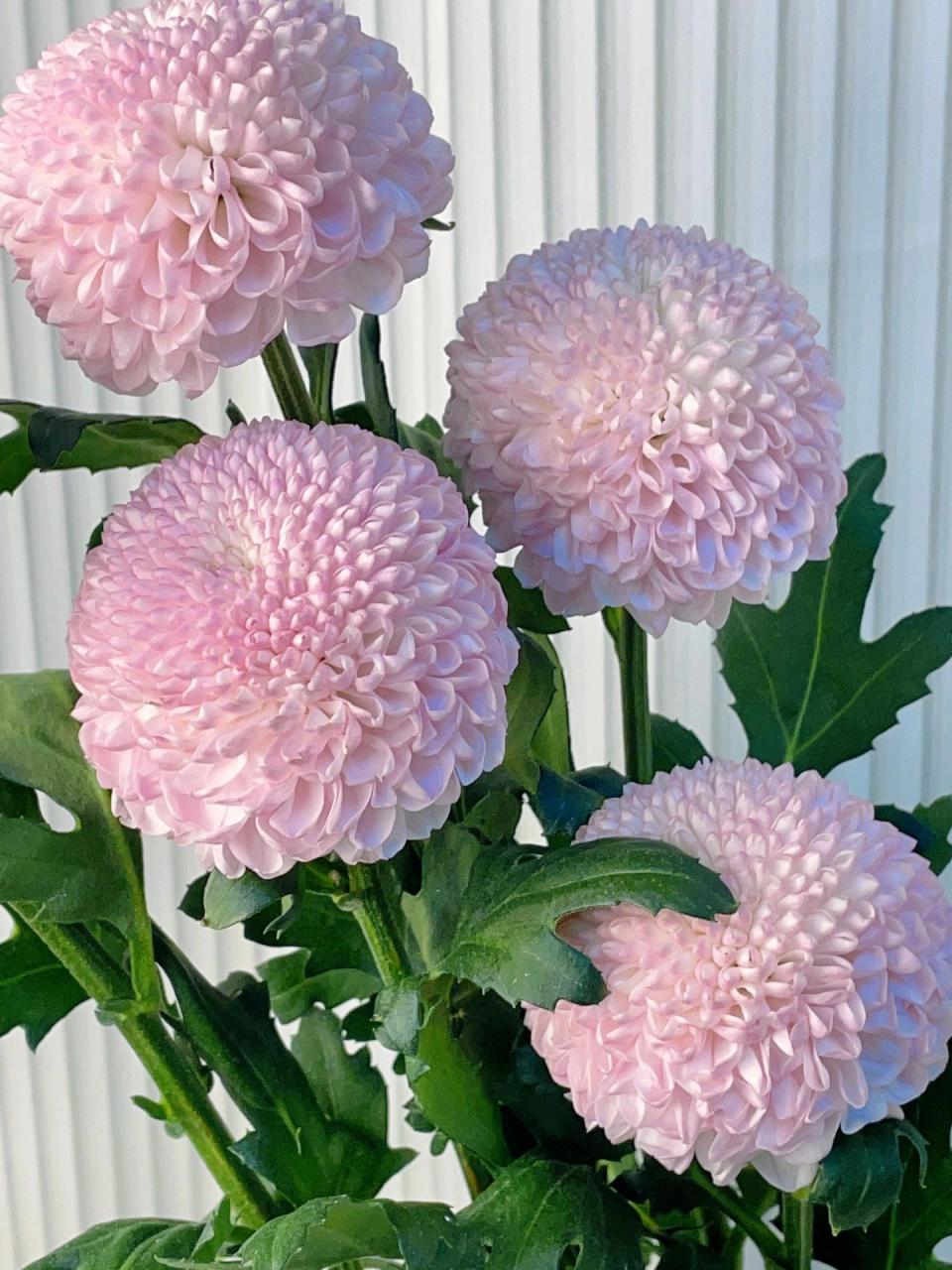 乒乓菊最好养的菊花97谨记56615点花开全年6015  乒乓菊,因