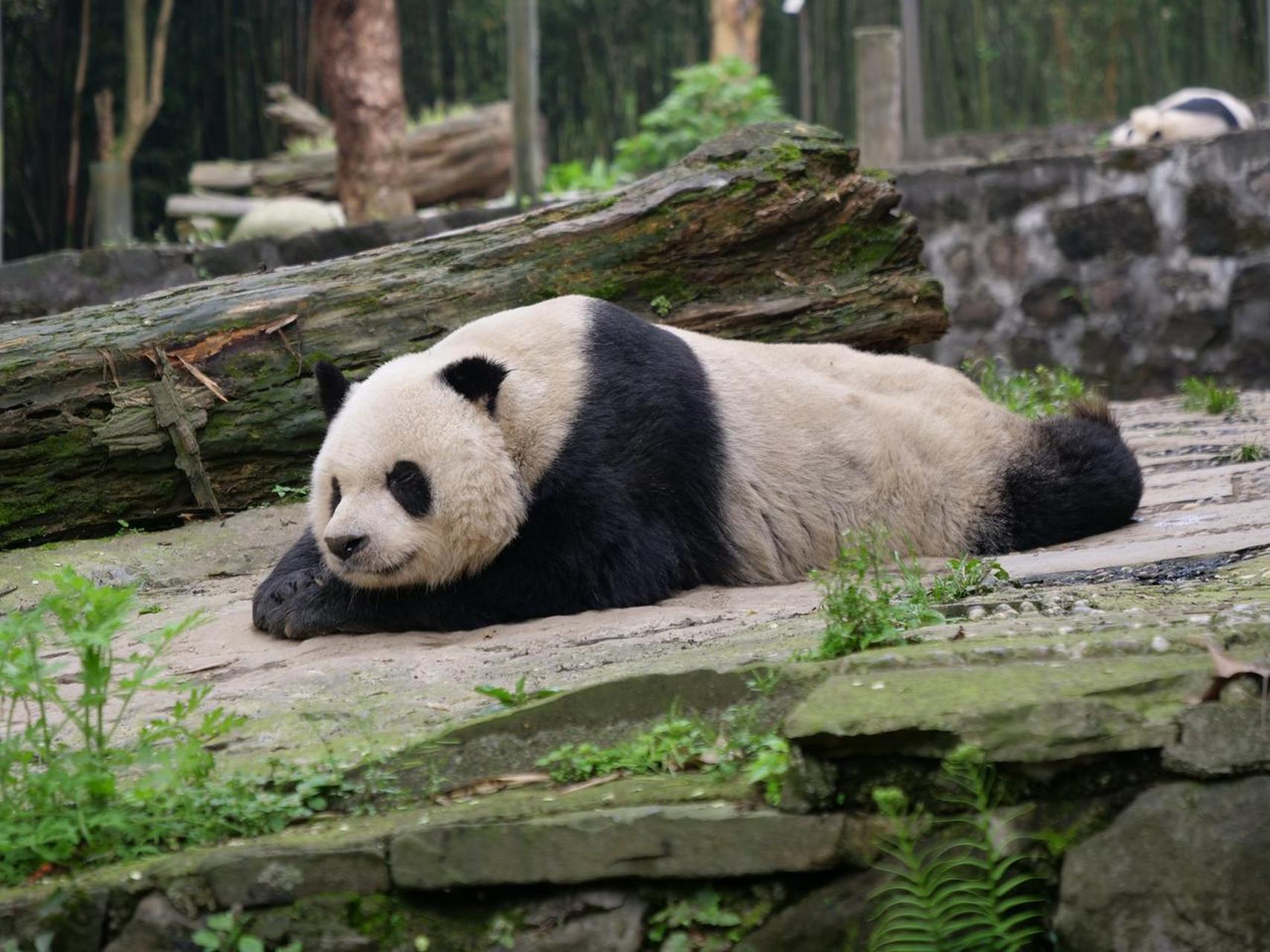 大熊猫高高这天有点不高兴,因为奶爸没有给它送来新鲜的大笋笋.