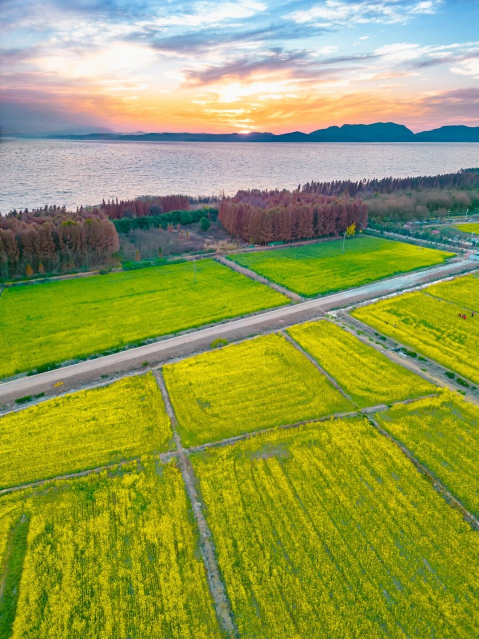 昆明春日赏花必去的81566个花海秘境 11566:太平湖森林公园