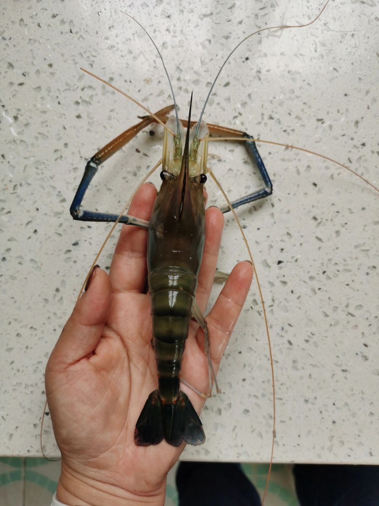 老公在外面吃饭,回来跟我说有一种"螺丝虾"特别嫩特别好吃,第二天就