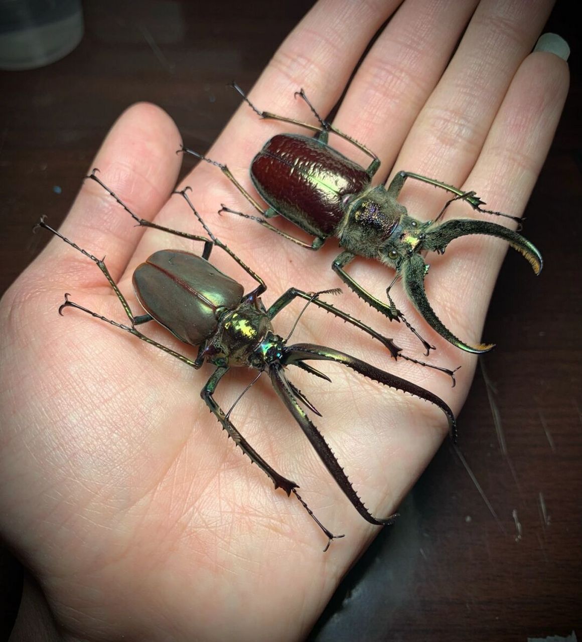 两种长牙锹甲的标本～ 智利长牙锹甲,由于达尔文在第二次搭乘贝格尔号