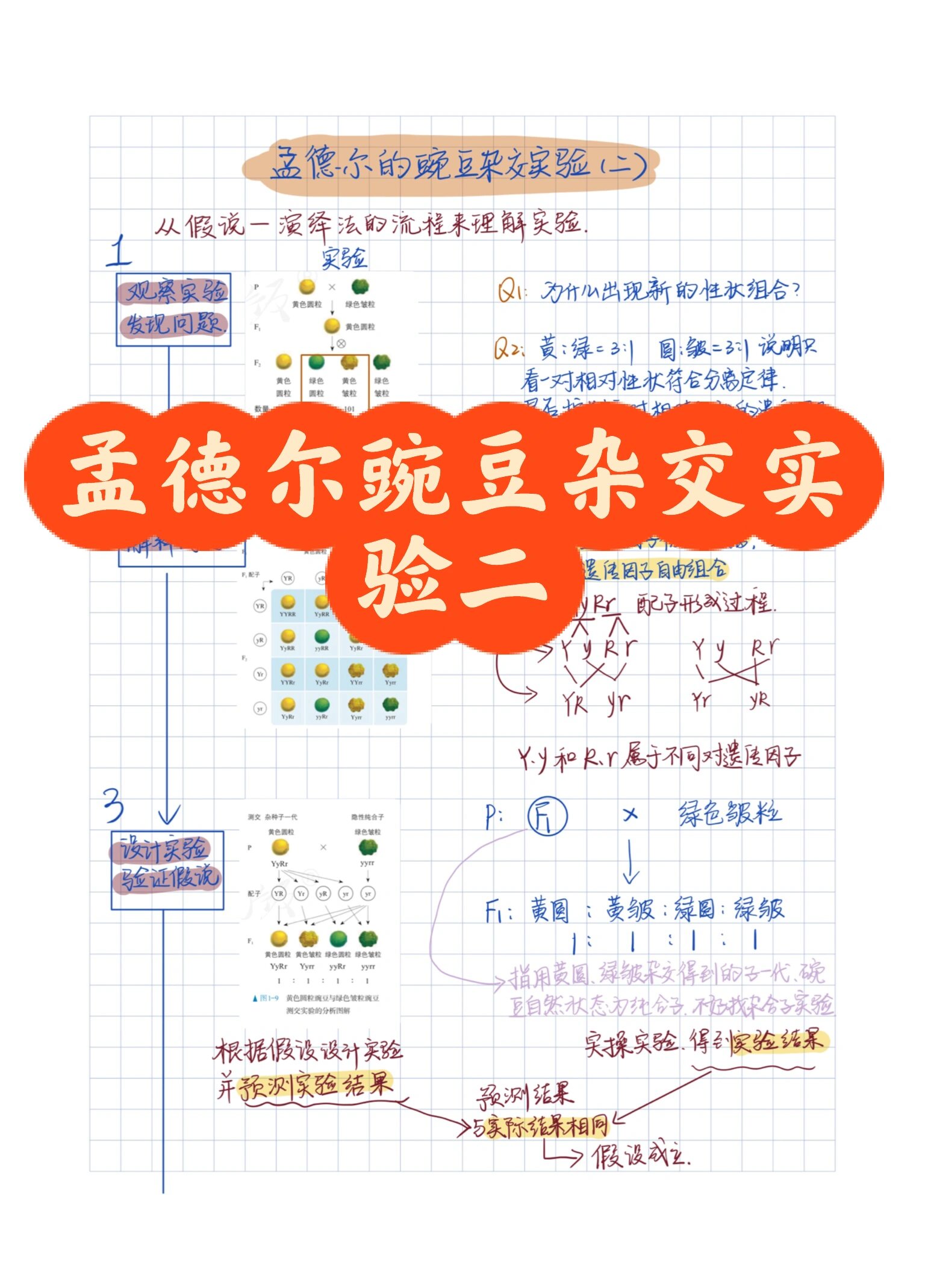 果蝇测交实验图解图片