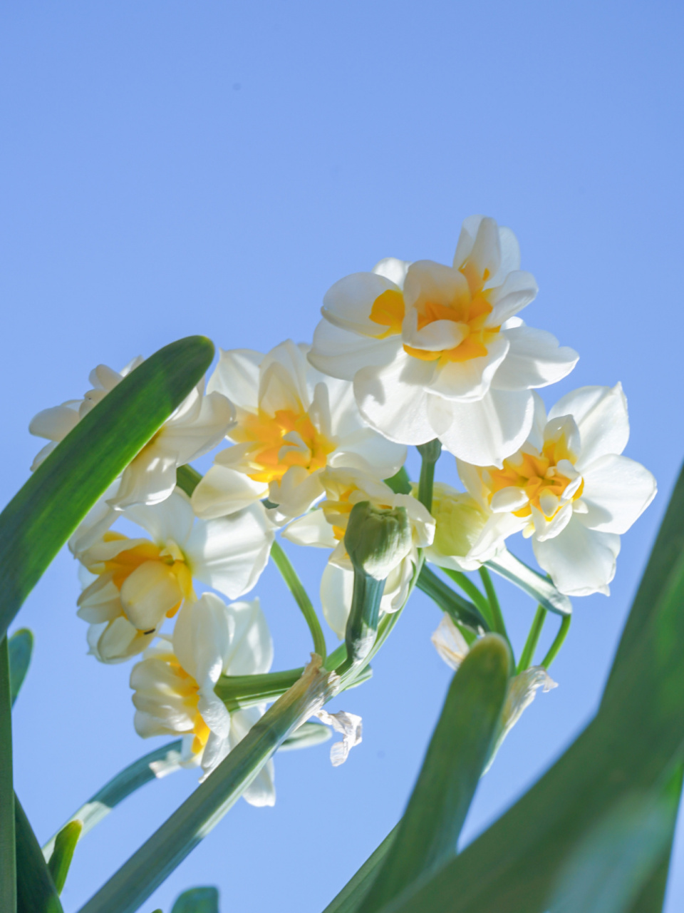 水仙花|漳州水仙|壁纸 每年都会都会种一盆水仙,今年16615566