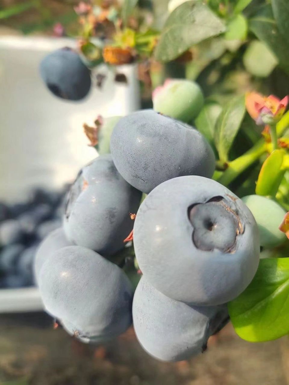 顶级0808品种介绍 1,蓝丰08 蓝丰为蓝莓中的中熟品种,其树体