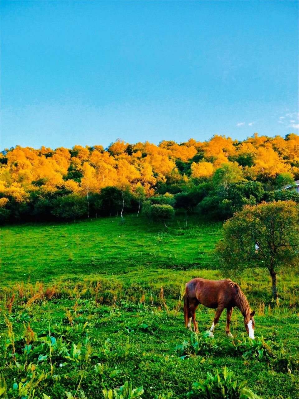 关山牧场一日详细攻略 98地点:陕西省宝鸡市陇县02西安自驾4-5