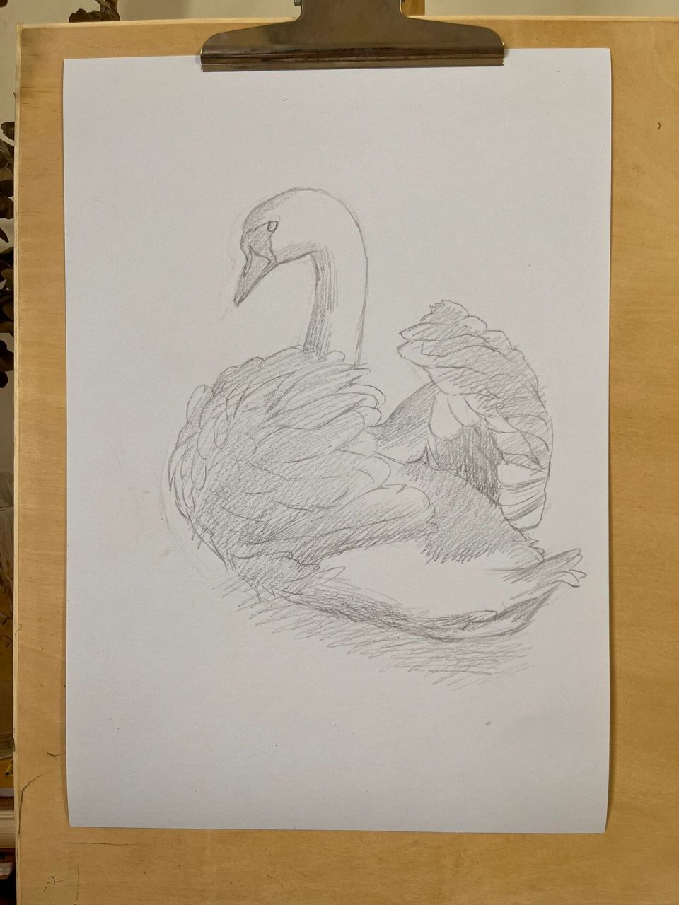 天鹅.素描步骤