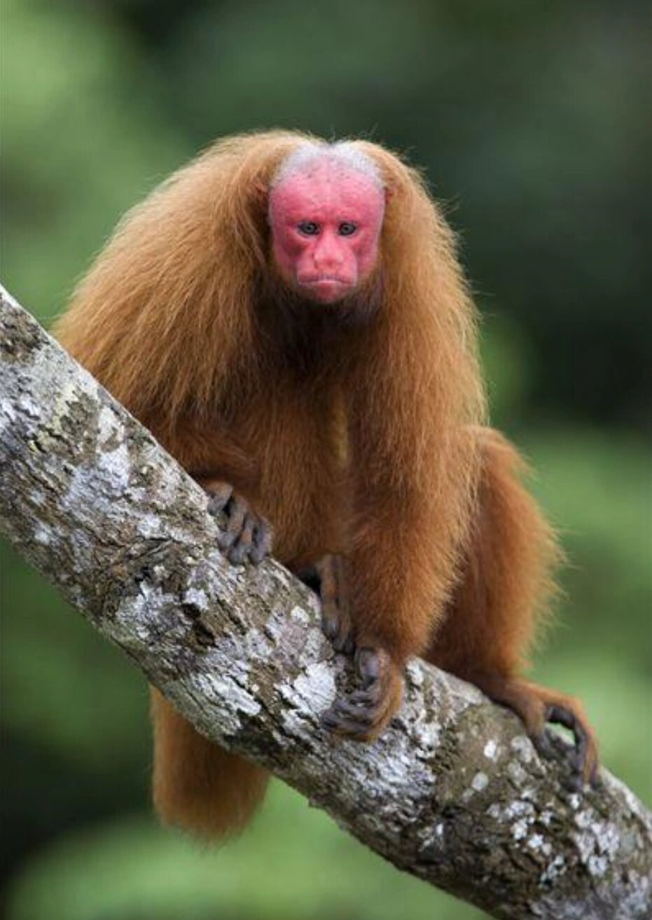 每天认识一种好玩动物13|赤秃猴 🌈🌏赤秃猴,也被称为红脸猴,这种