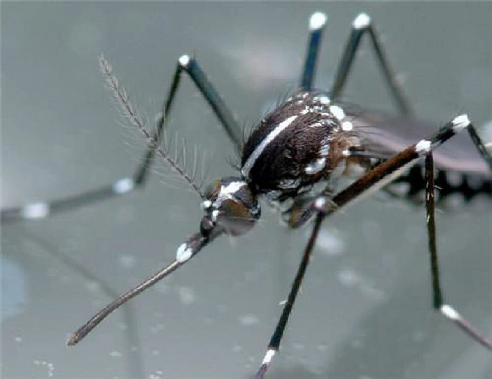 中文名:白纹伊蚊 学名:aedes albopictus 别名:亚洲虎蚊,花斑蚊,花