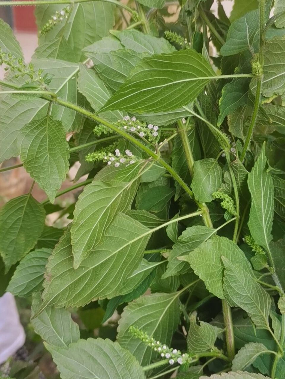 荨麻疹草药图片