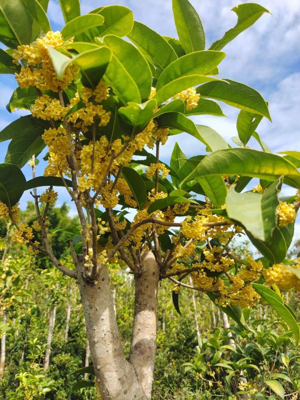 天香台阁桂花盛开.今年开得有点迟.