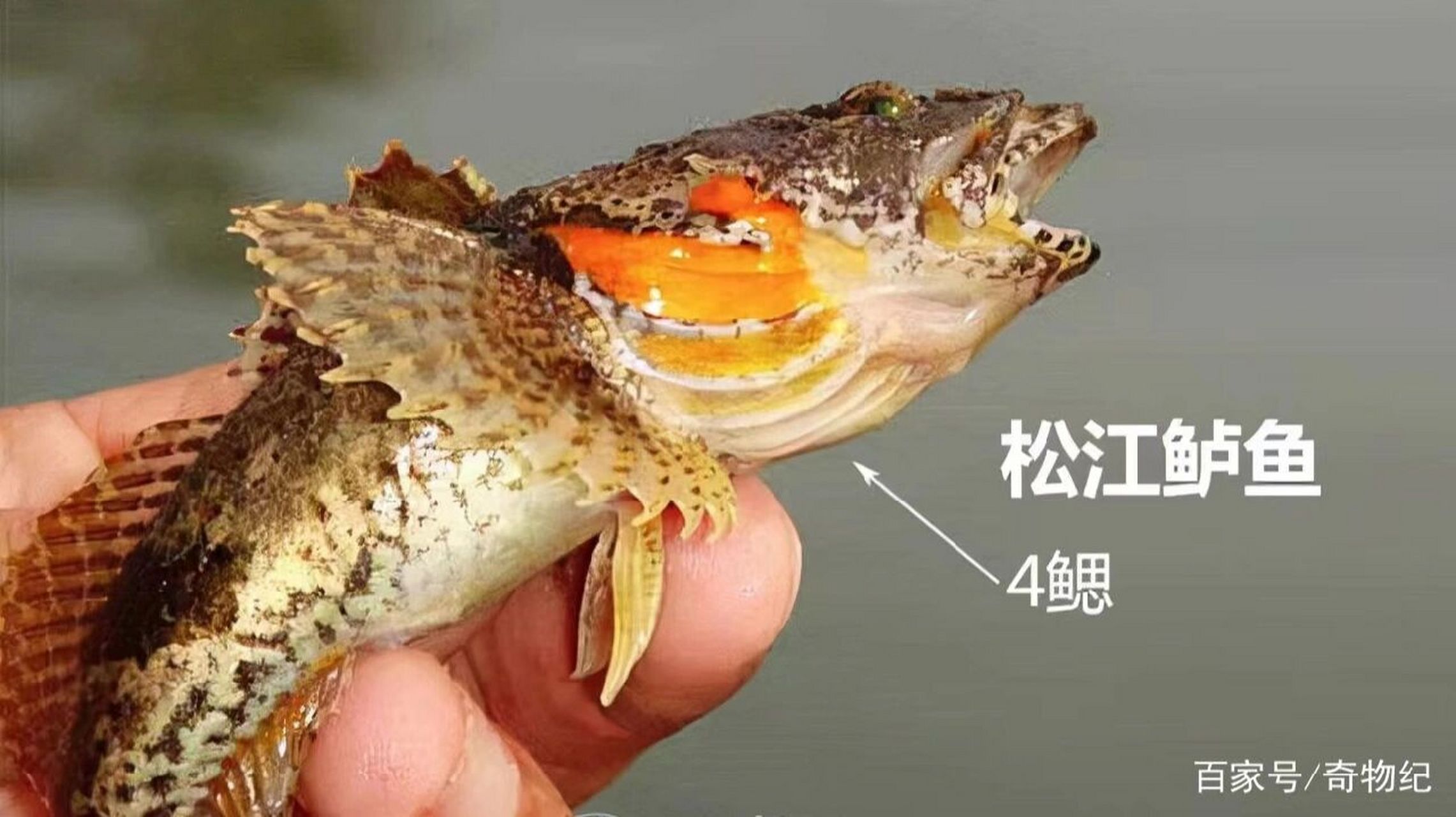 图案课作业2:四鳃鲈鱼 一些构成要素:人眼的鱼  喉咙里是鬼脸吐着气