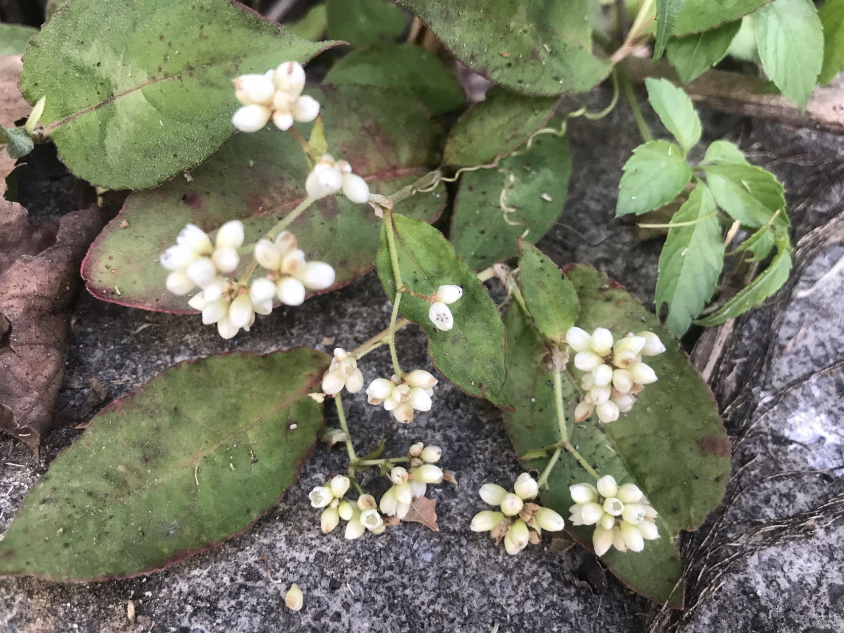 每日一花|火炭母 火炭母:蓼科,蓼属多年生草本植物,根状茎供药用.