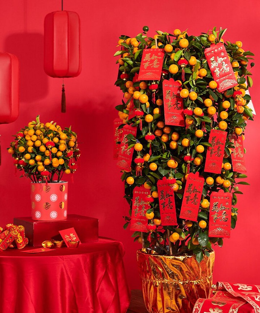 广东省特产 - 龙门年桔 龙门县年桔种植历史悠久,可追溯到清朝初期