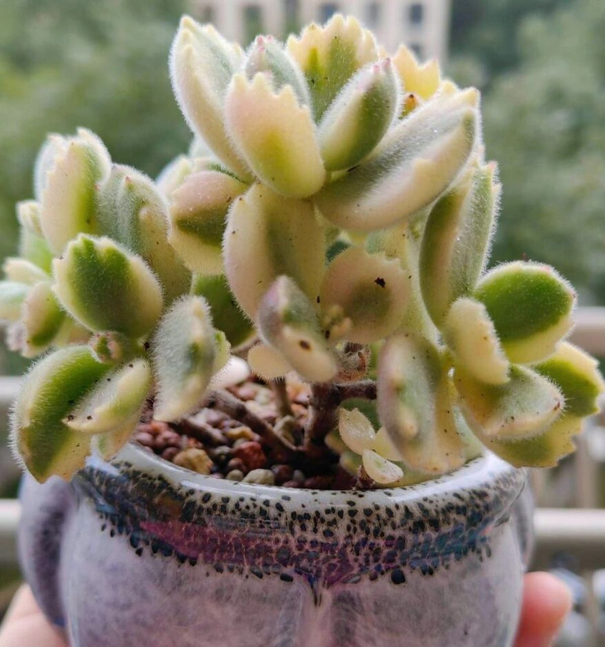 熊童子,又叫熊掌,熊爪,景天科银波锦属多肉植物