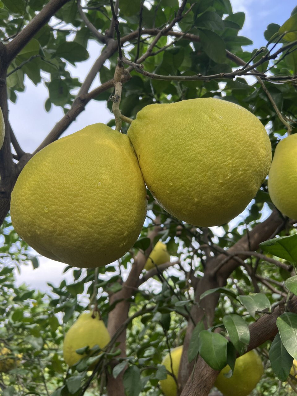 正宗自家种的40年老树江永香柚 自己家种了几万斤沙田柚,纯老树沙田柚