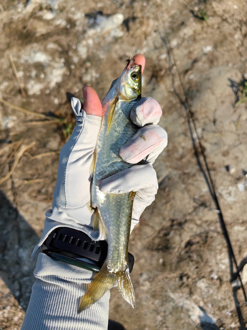 白条鱼能长多大 迄今为止钓到的最大白条.还特意百度搜了一下.