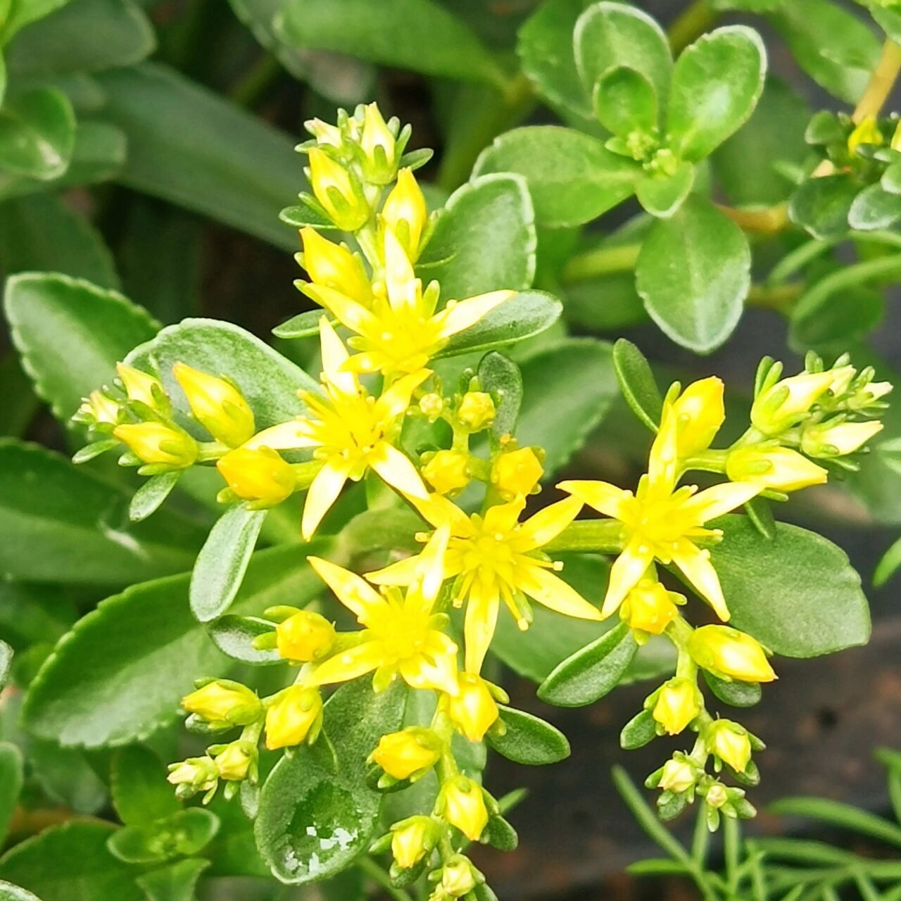 费菜,有着黄灿灿的五星花 费菜是蔷薇目,景天科,费菜属,多年生草本