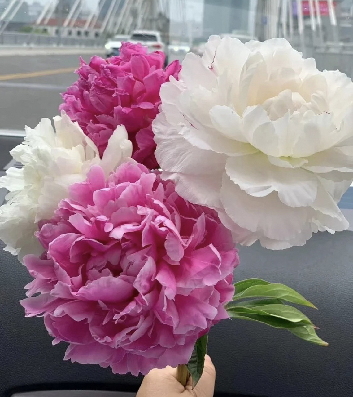 山东菏泽芍药鲜切花的养护!