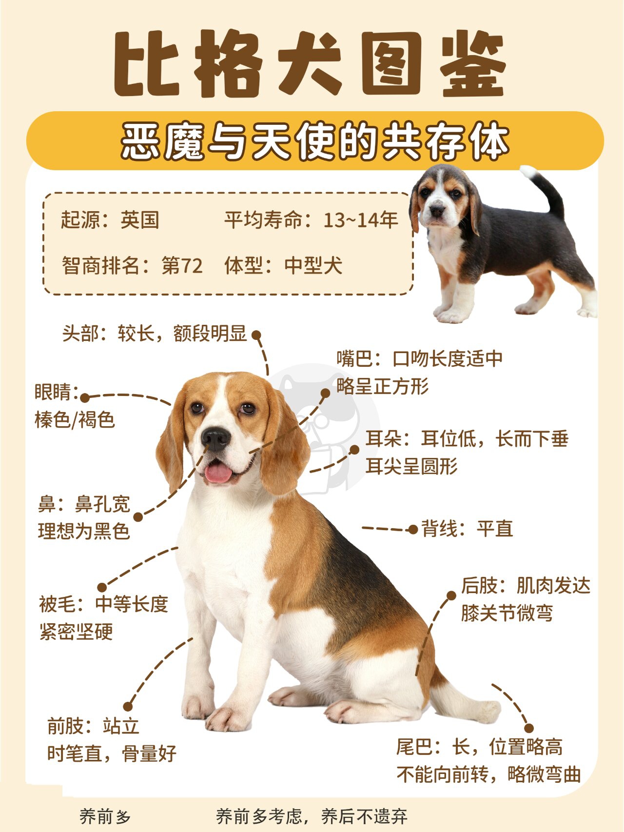 比格犬成年体型多大图片