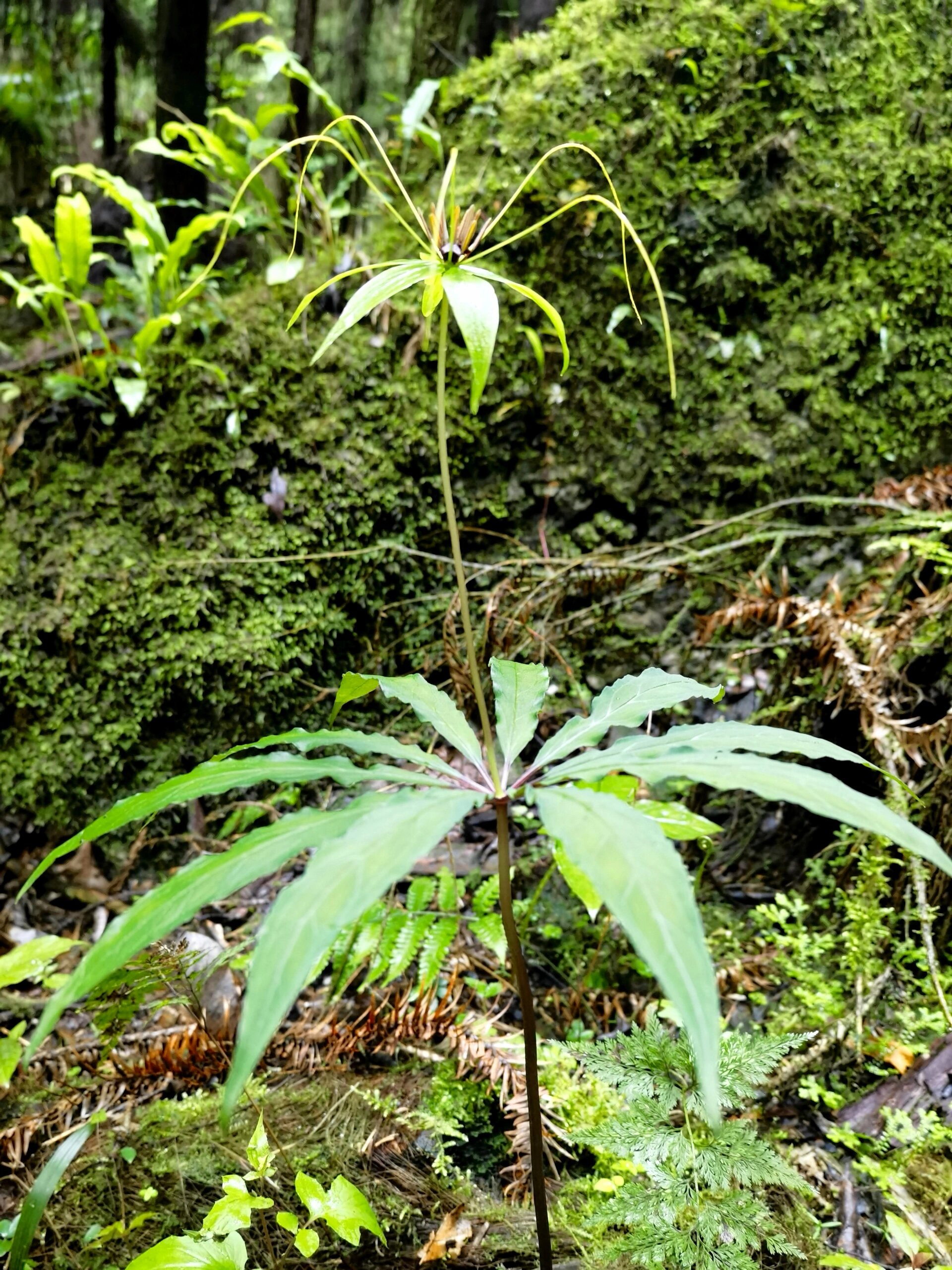 狭叶重楼|造型很自由,生就一副仙草姿态 藜芦科,重楼属,狭叶重楼 极小