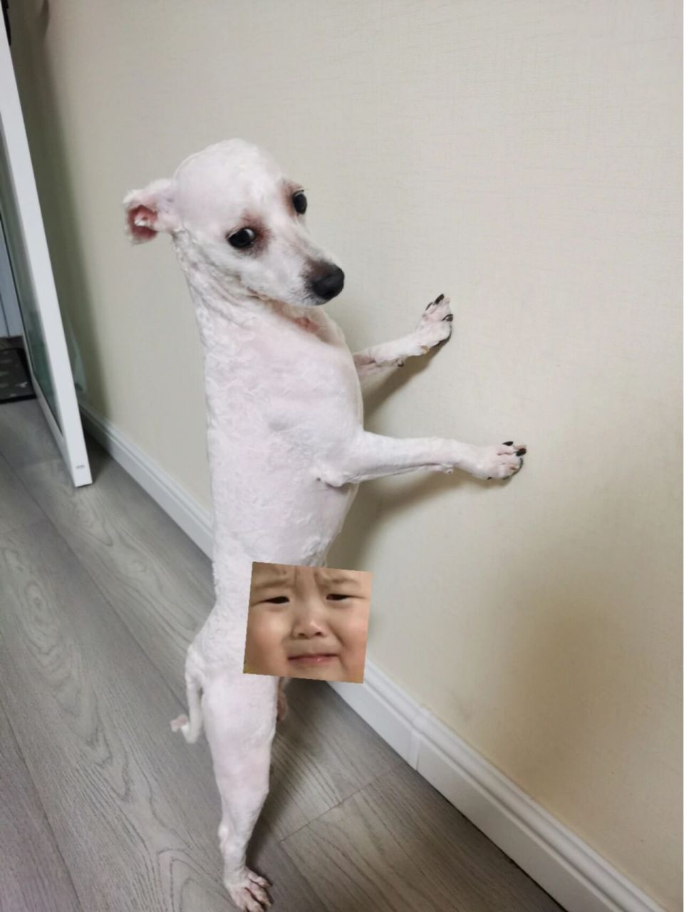 比熊剃光了长什么样子 一冲动,给狗子剃光了,发现颜值差距不是一星