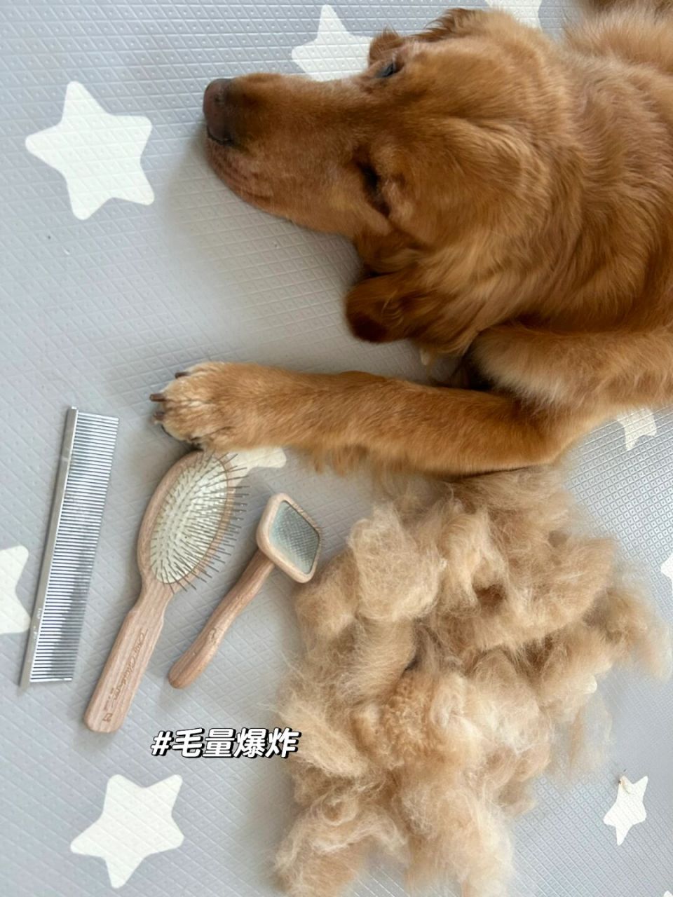 如果你真的担心你的狗狗夏天会热,首先大家可以像我这样给狗子通过