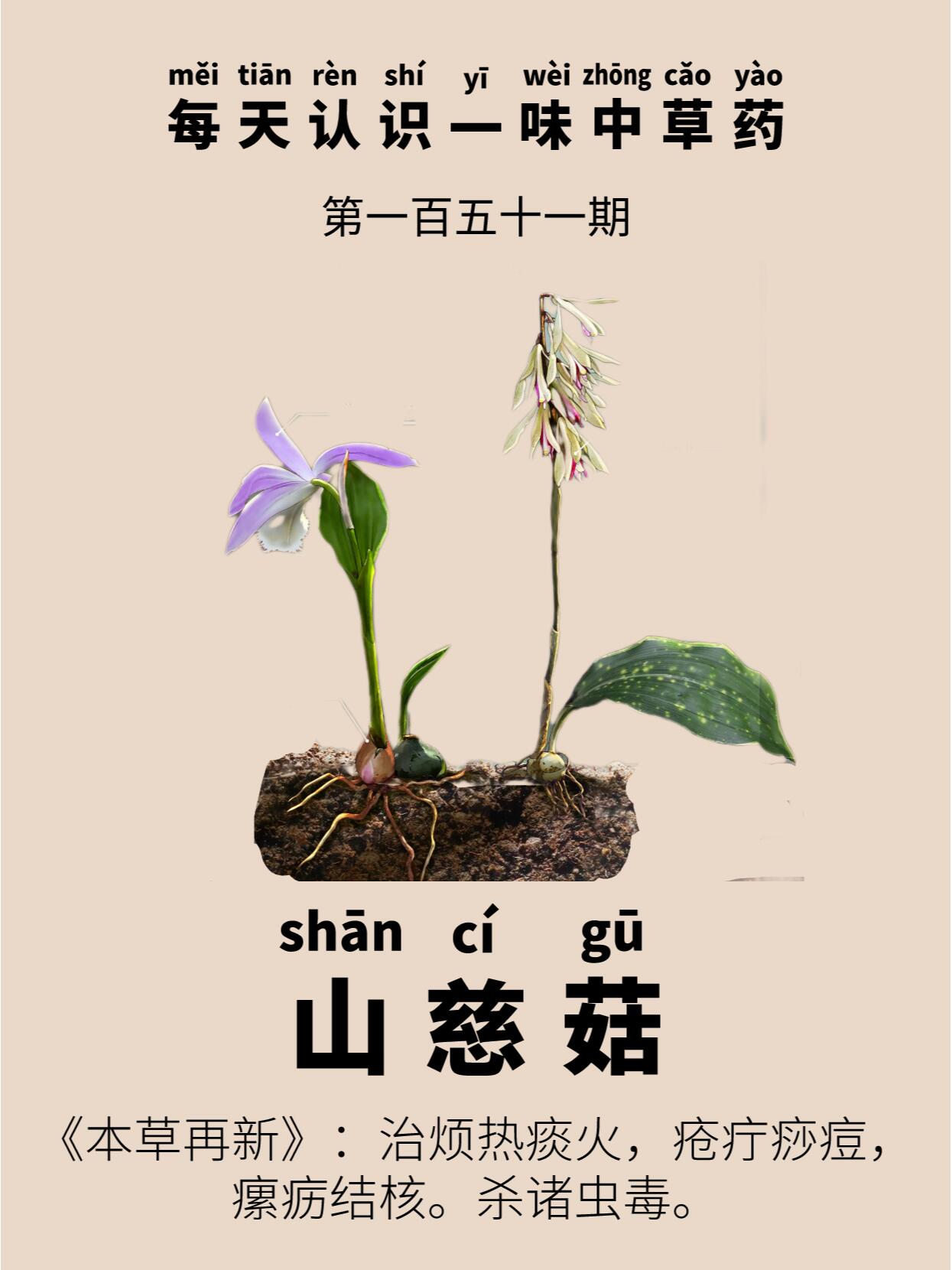 每天认识一味中草药|山慈菇 91别名:毛慈菇,杜鹃兰,金灯花 91产地